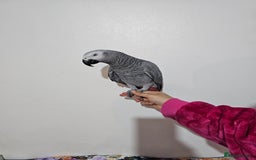 Parrots birds for sale: African grey for sale.  - Image 2