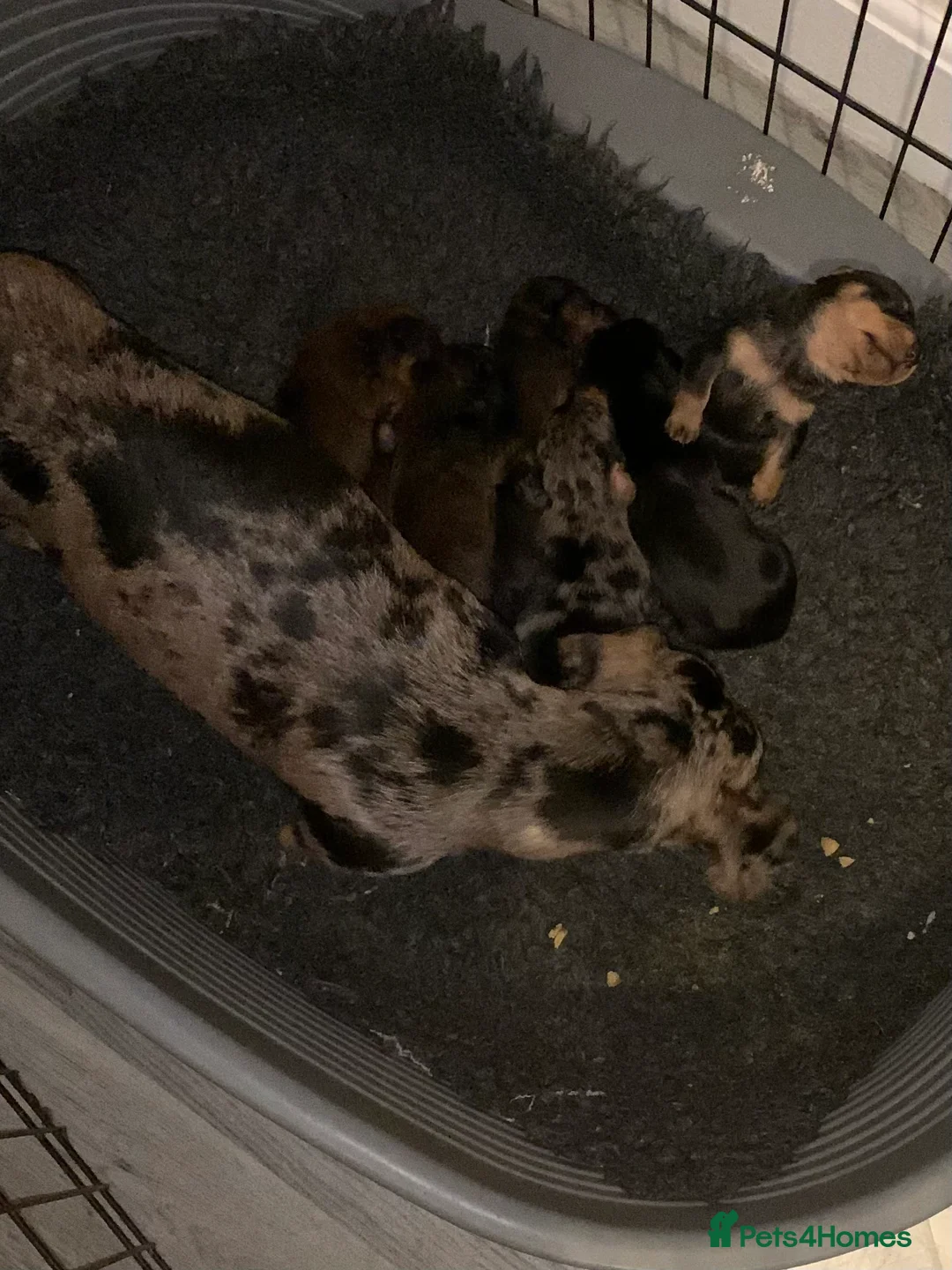 Miniature Dachshund dogs for sale: Miniature dachshund puppies   in Johnstone - Advert 6