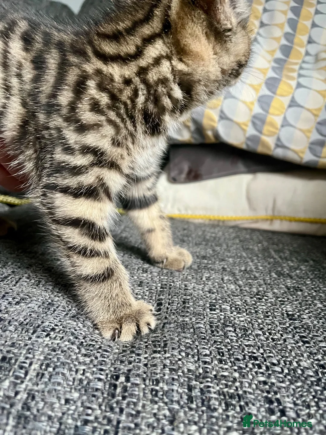 Mixed Breed cats for sale: Bengal Cross Female Kitten available  - Advert 7
