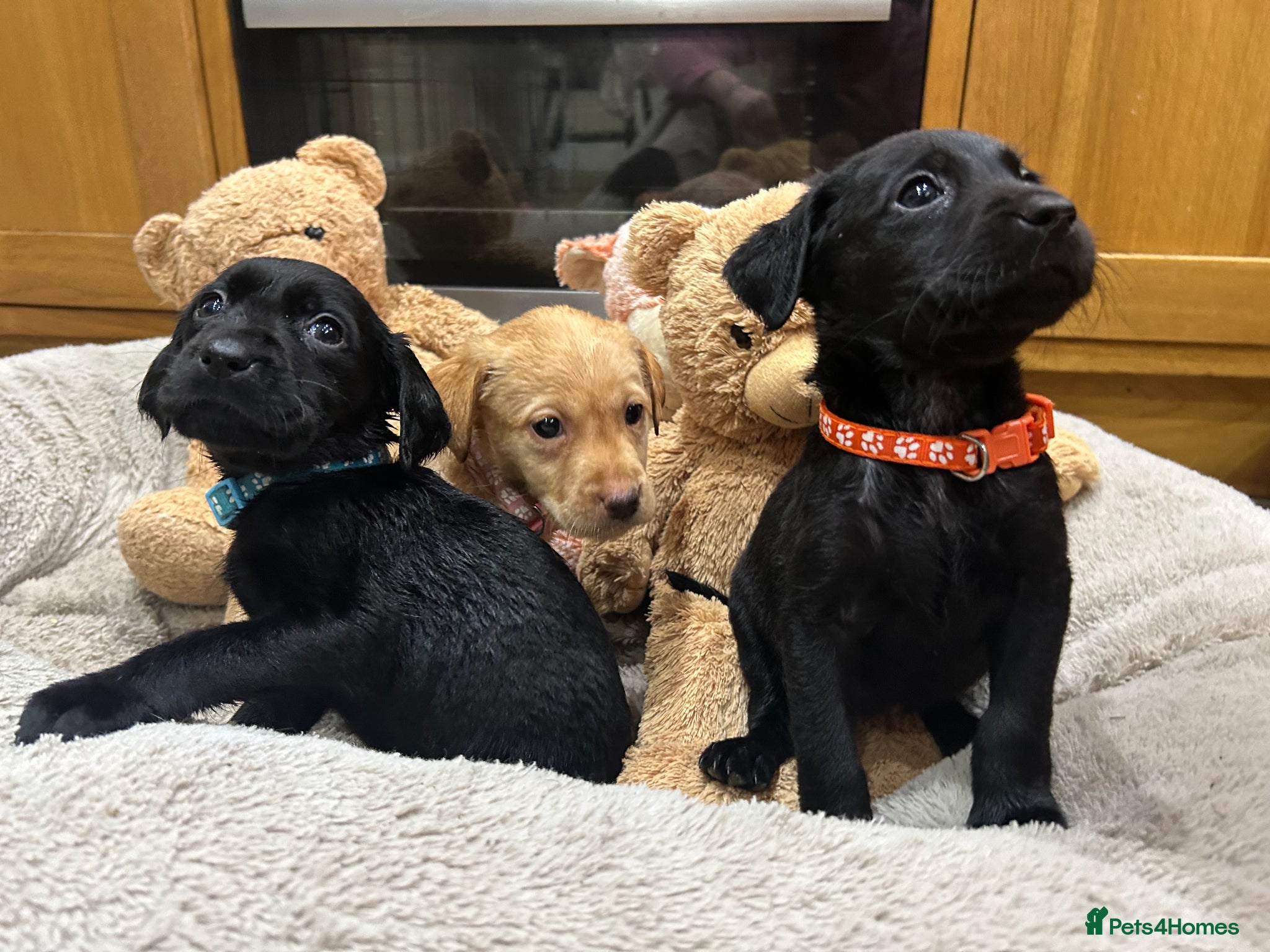 Labrador Retriever dogs STUNNING KC REG BLACK AND YELLOW LABRADORS - Advert 1