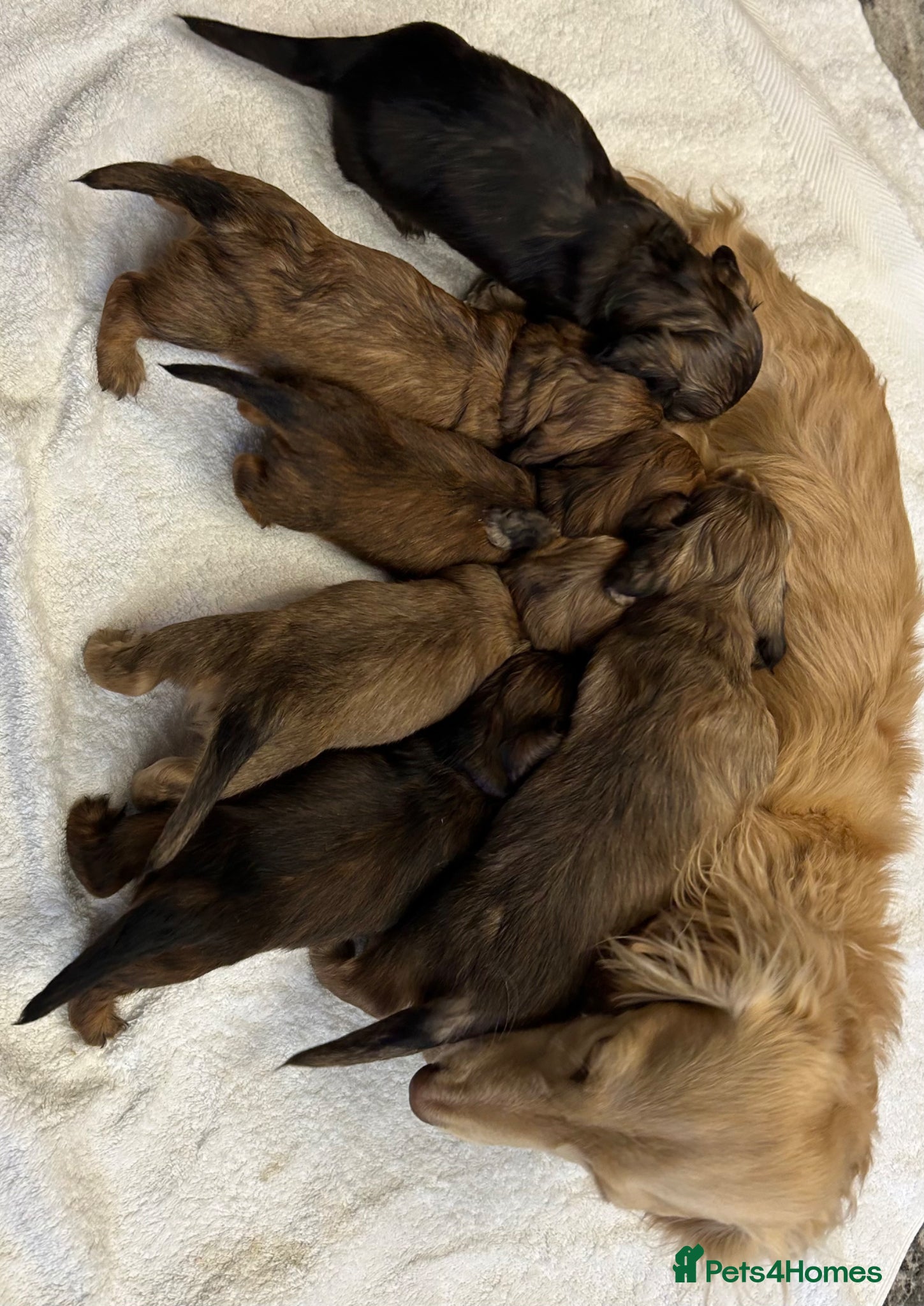 Miniature Dachshund dogs for sale: Mini Long Haired Daschund  - Advert 1