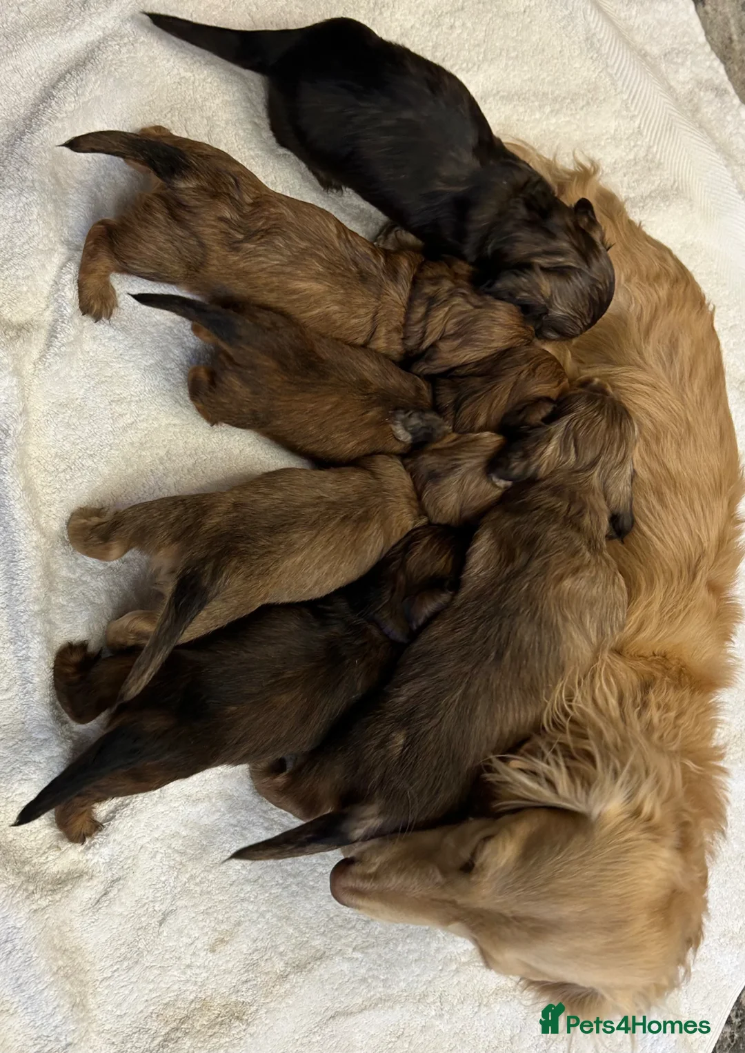 Miniature Dachshund dogs for sale: Mini Long Haired Daschund  - Advert 1