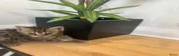Bengal cats for sale: Beautiful bengal x British short hair kittens  - Advert 6