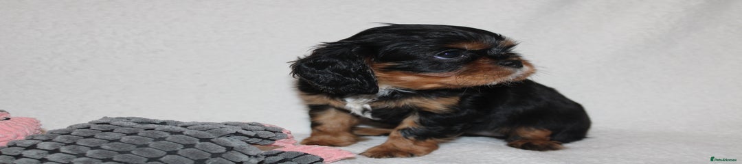 Cavalier King Charles Spaniel Puppy 2