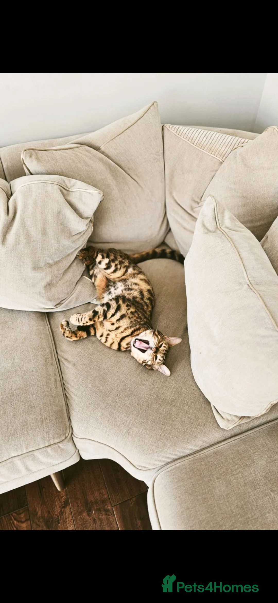 Bengal cats for sale: Playful and kind Milo looking for a new home. in Clacton-on-Sea - Advert 2