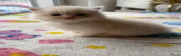 Ragdoll cats for sale: Full TICA Reg Ragdolls - Advert 10
