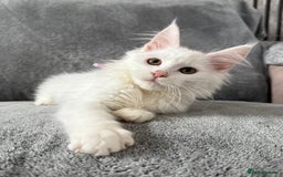 Maine Coon cats for sale: Maine Coon Kittens TICA Registered Cattery  - Image 8