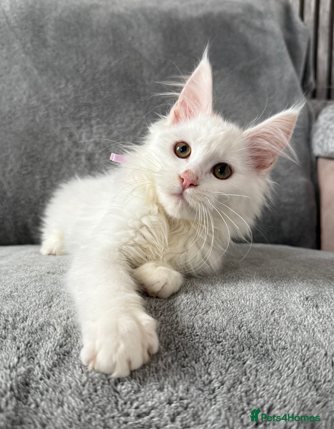 Maine Coon cats for sale: Maine Coon Kittens TICA Registered Cattery  - Image 8