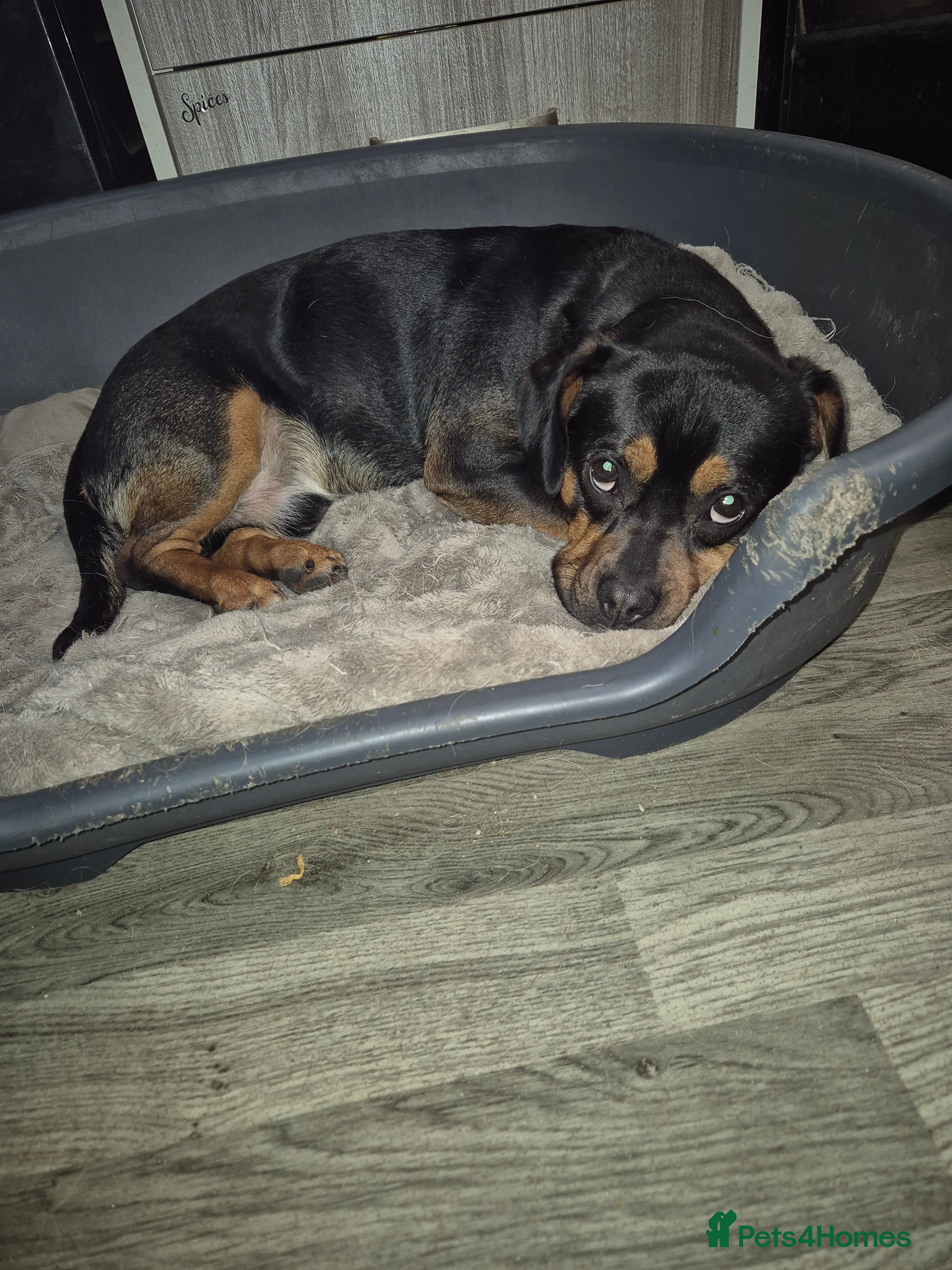 Mixed Breed dogs jaffa - Advert 1