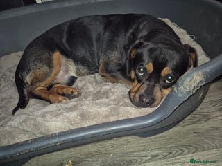 Mixed Breed dogs jaffa - Advert 15