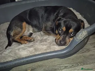 Mixed Breed dogs jaffa - Advert 13