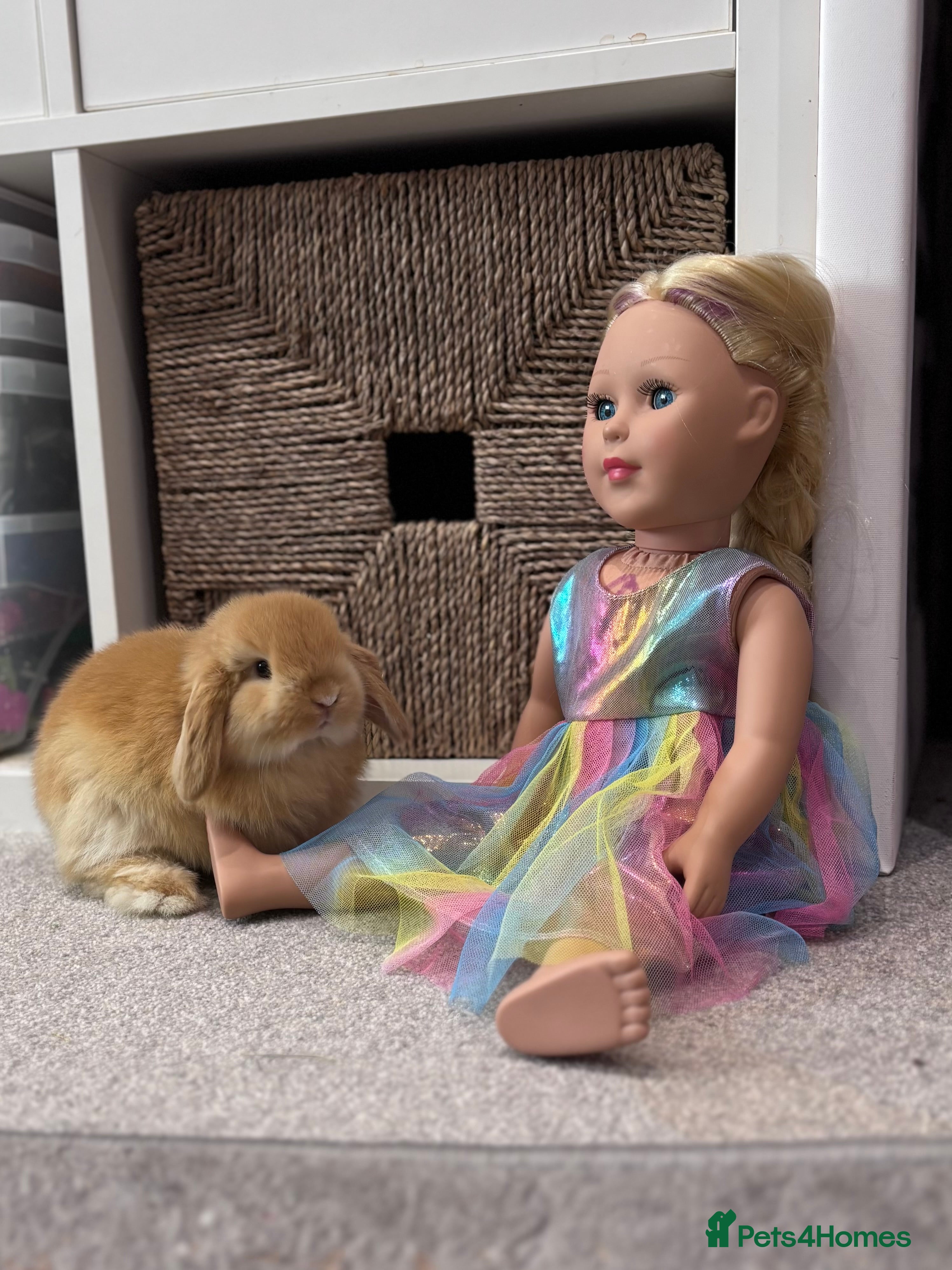 Mini Lop rabbits 2 baby does available - ready to leave 2nd April - Advert 4