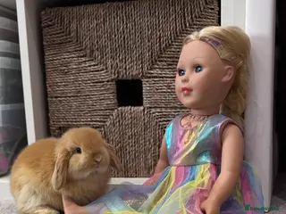 Mini Lop rabbits 2 baby does available - ready to leave 2nd April - Advert 4