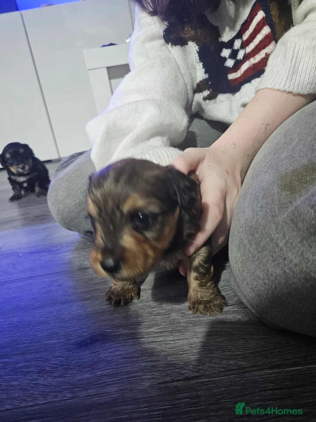 Mixed Breed dogs for sale:  **  Toy yorkipoo  - Advert 11