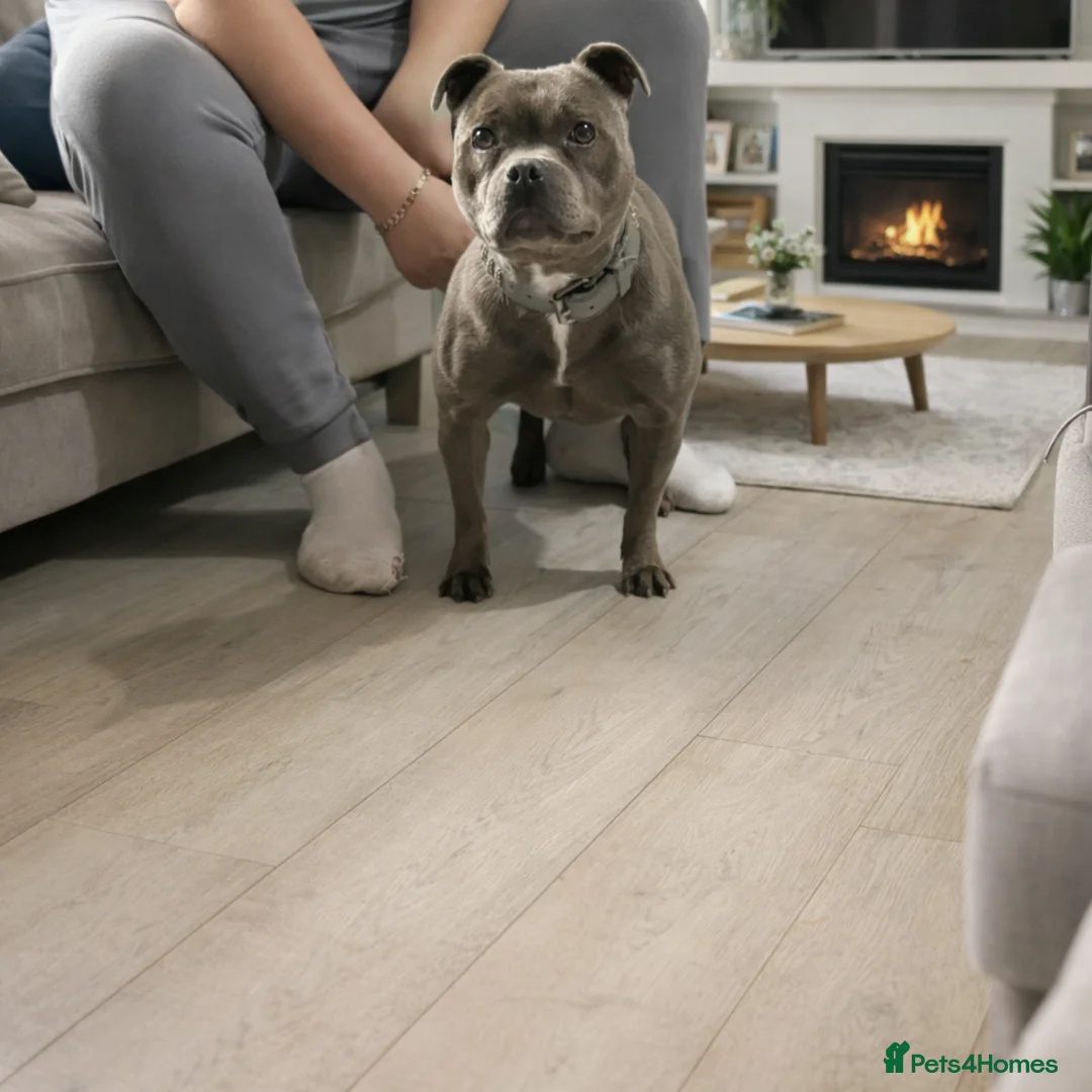 Staffordshire Bull Terrier dogs for sale: OUTSTANDING QUALITY PUPS AVAILABLE  - Advert 4