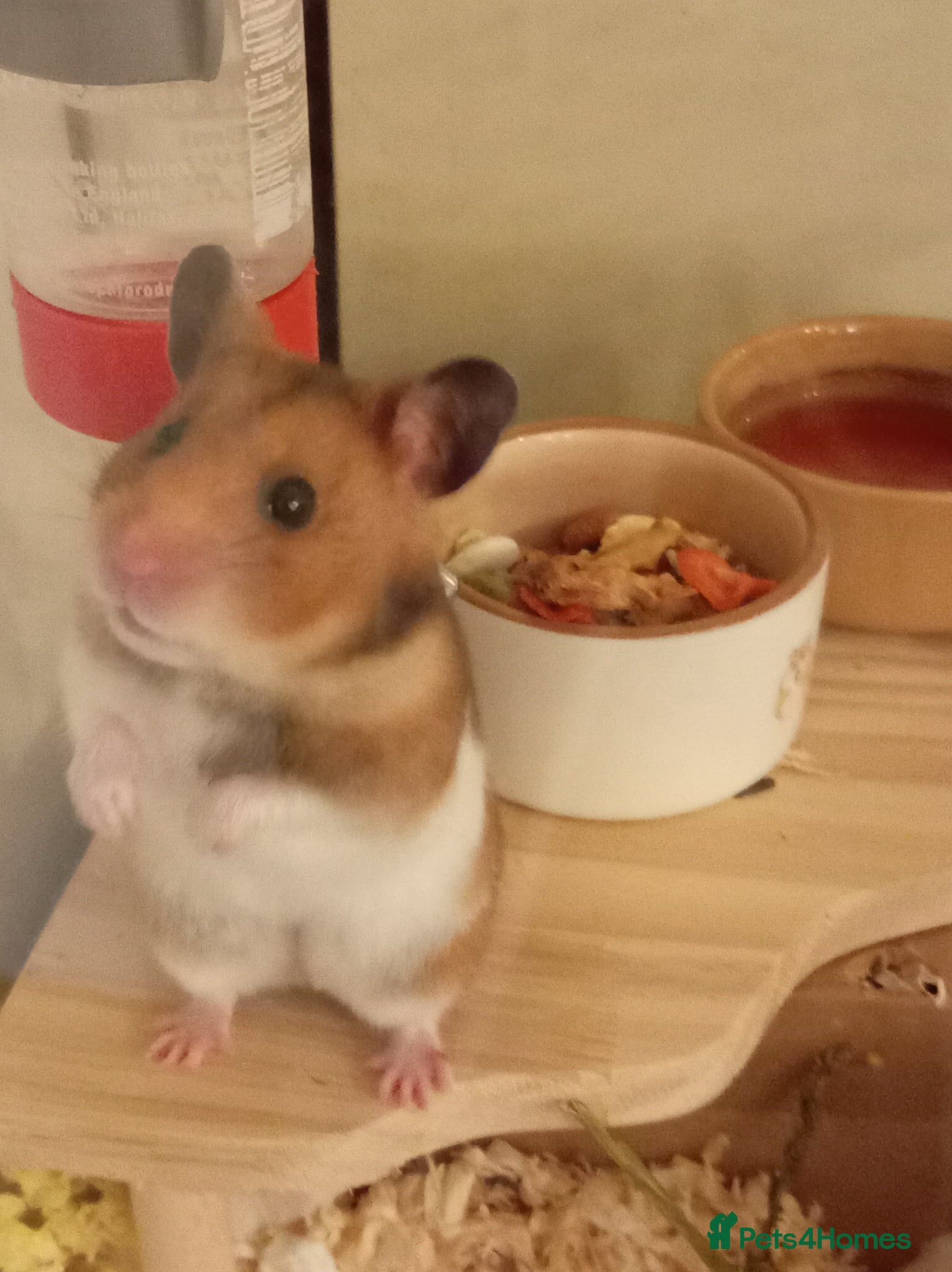 Hamster rodents Syrian Hamster - Advert 9