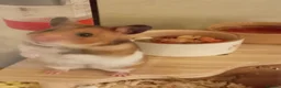 Hamster rodents for sale: Syrian Hamster - Advert 1