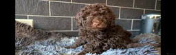 Labradoodle dogs for sale: 🐾Quality F1BB Mini Labradoodle Pups🐾  - Advert 28