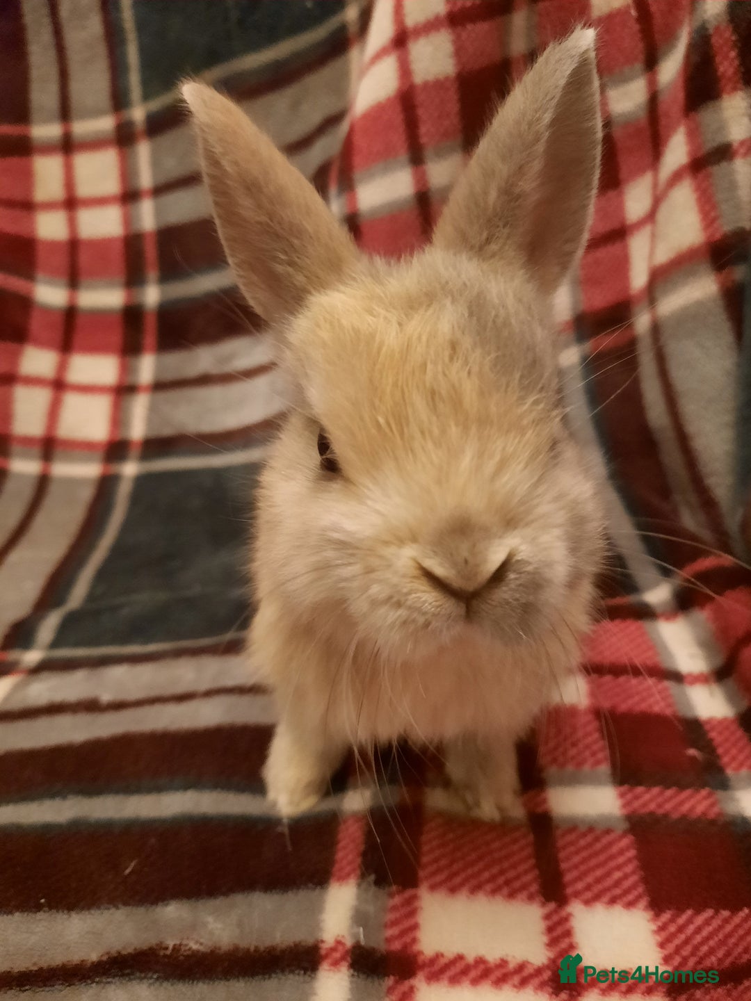 Netherland Dwarf rabbits for sale: Six Litters Of Netherland Dwarf Babies - Advert 13