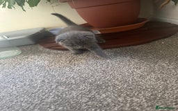 Scottish Fold cats for sale: Scottish fold - Image 6