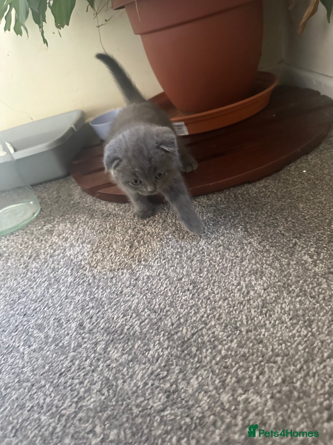 Scottish Fold cats for sale: Scottish fold - Image 6