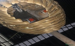 Finches birds for sale: Pair zebra finches - Image 4