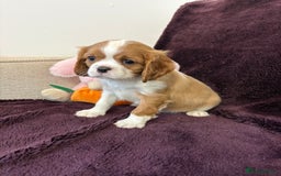 Cavalier King Charles Spaniel dogs for sale: Ready to go 🐶 Cavalier King Charles Spaniels - Image 22
