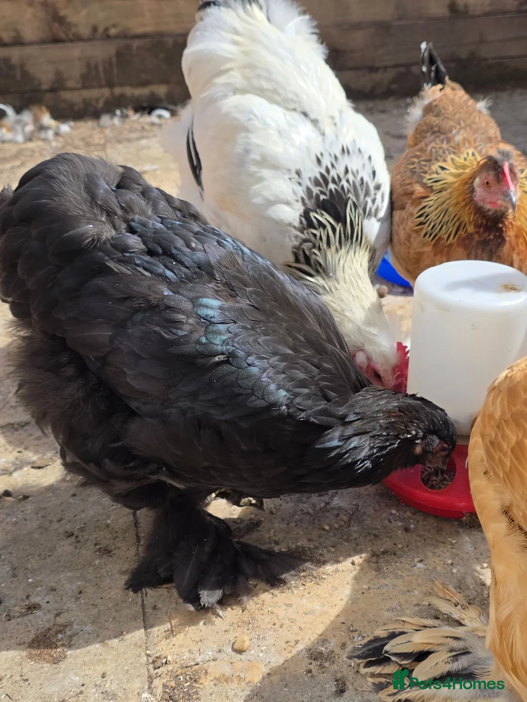 Chickens poultry for sale: Socialized Flock Needs a New Coop! in High Wycombe - Advert 2