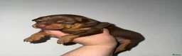 Miniature Pinscher dogs for sale: Chocolate and tan miniature pinschers  - Advert 3