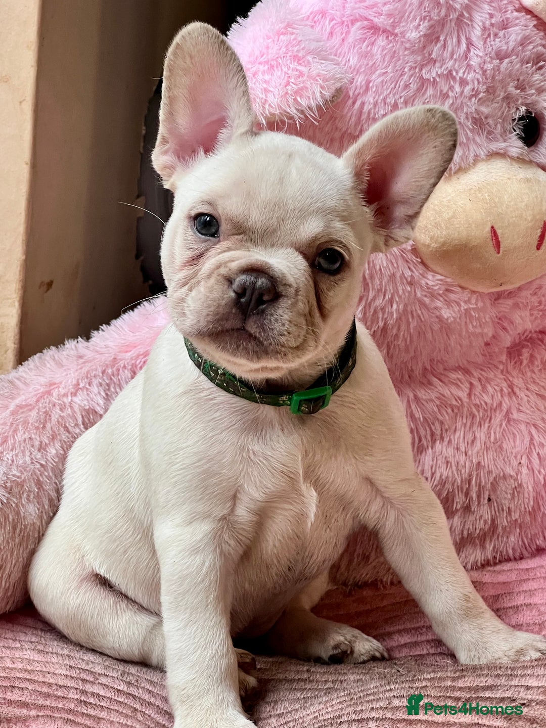 French Bulldog dogs for sale: Beautiful French Bulldog Puppies - Image 2