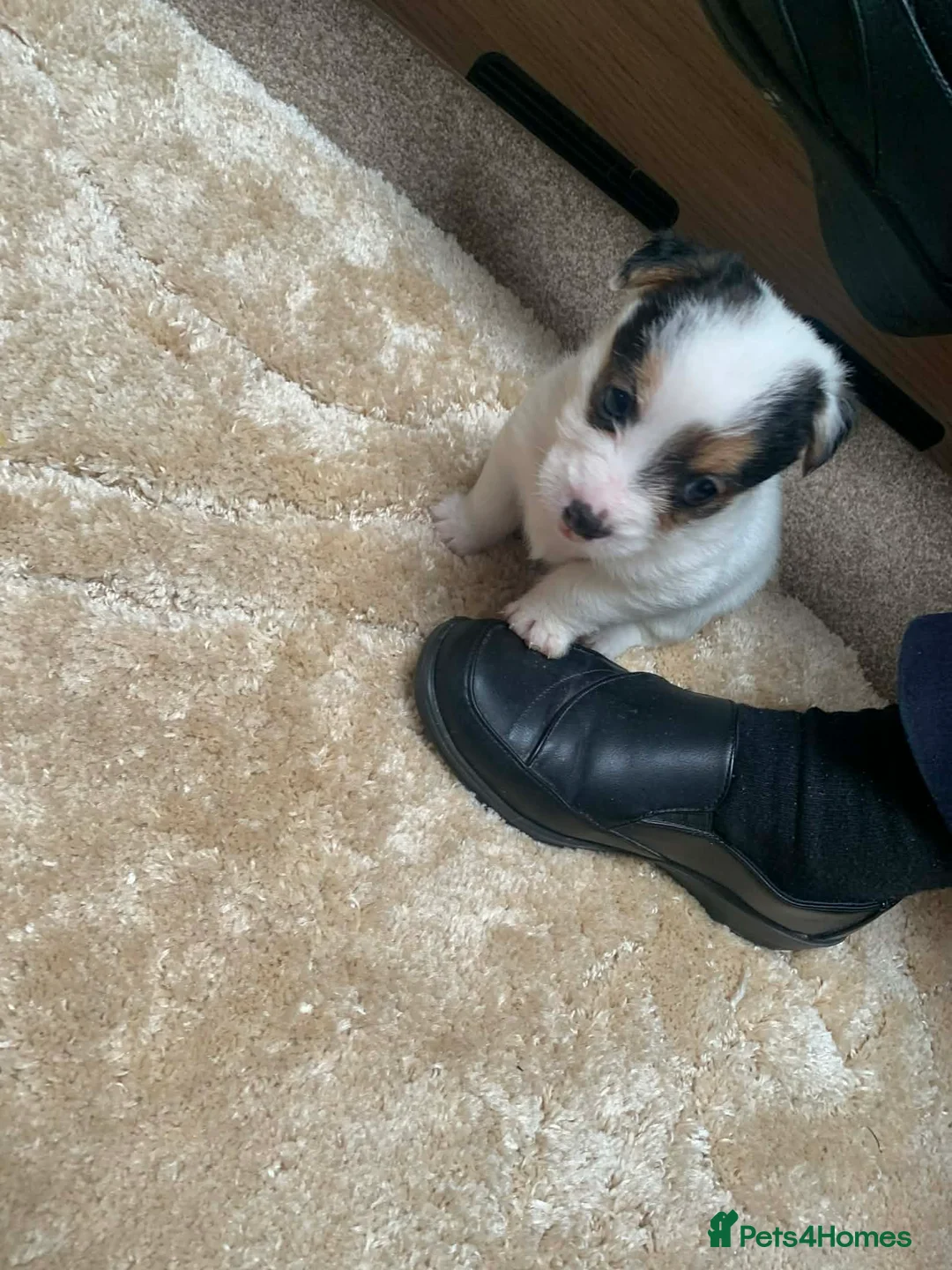 Jack Russell dogs for sale: Jack Russel pups  - Advert 4