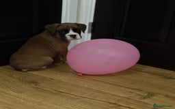 Boxer dogs for sale: Bouncy beautiful boxers  - Image 8