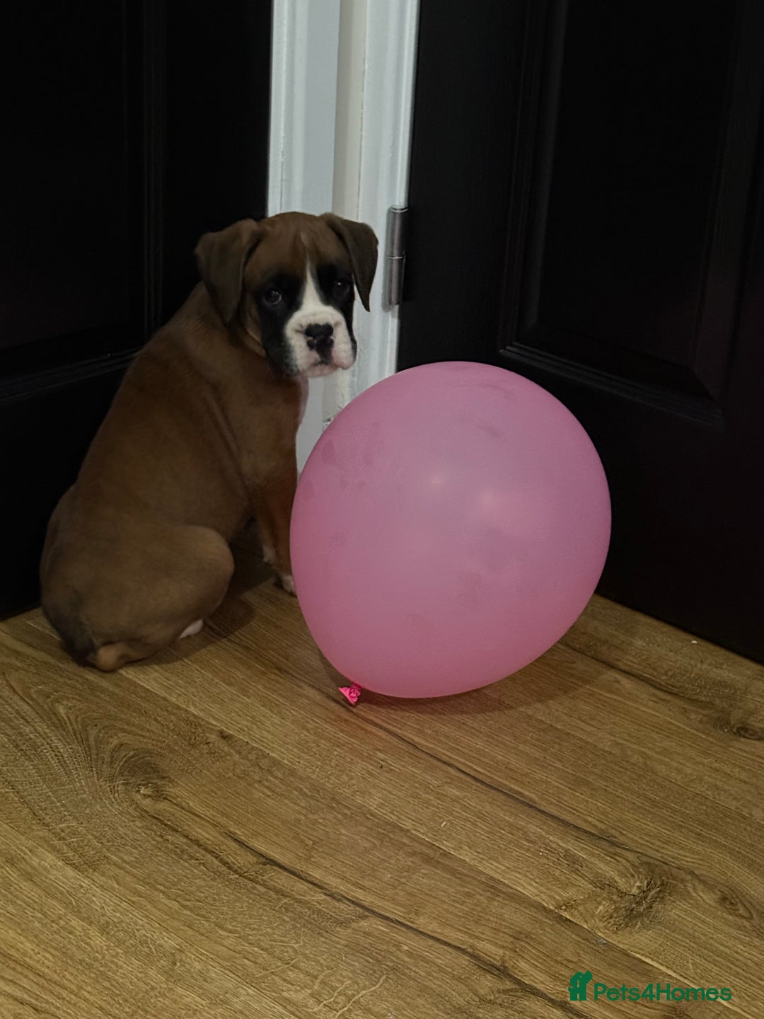Boxer dogs for sale: Bouncy beautiful boxers  - Image 8