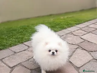 Pomeranian dogs Quality Teddy Face Boy - Advert 9