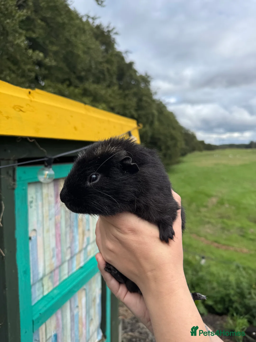 Guinea Pig rodents for sale: Guinea pigs  - Advert 17
