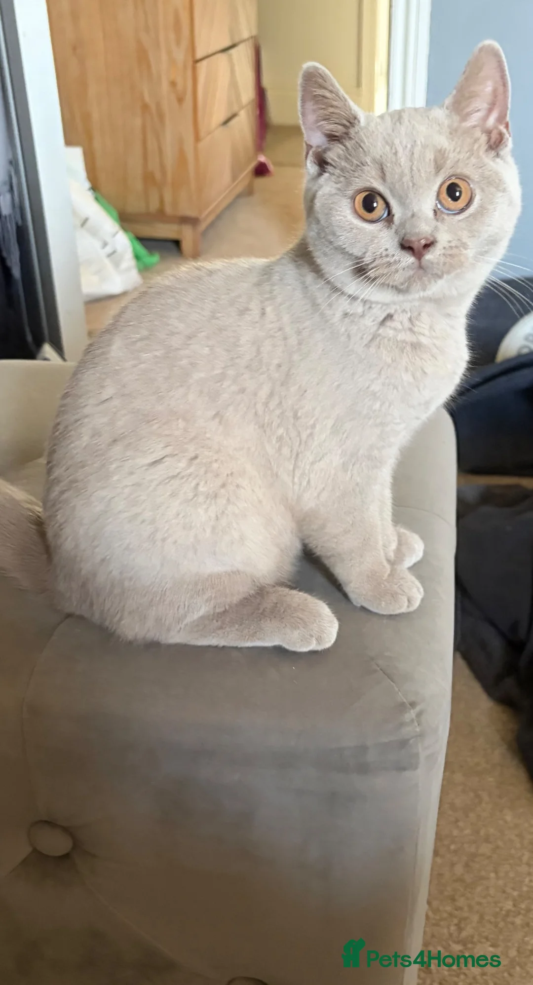 British Shorthair cats for sale: Ready now. Beautiful kitten 🐾❤️ - Advert 2
