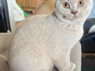 British Shorthair cats Ready now. Beautiful kitten 🐾❤️ - Advert 6