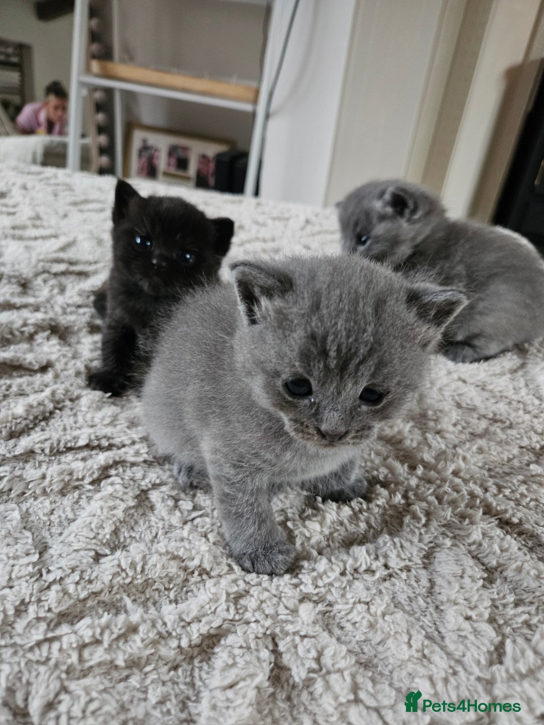 British Shorthair cats for sale: Beautiful rag doll x British short hair - Image 2