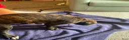 Lurcher dogs for sale: Beautiful Brindle puppies - Advert 16
