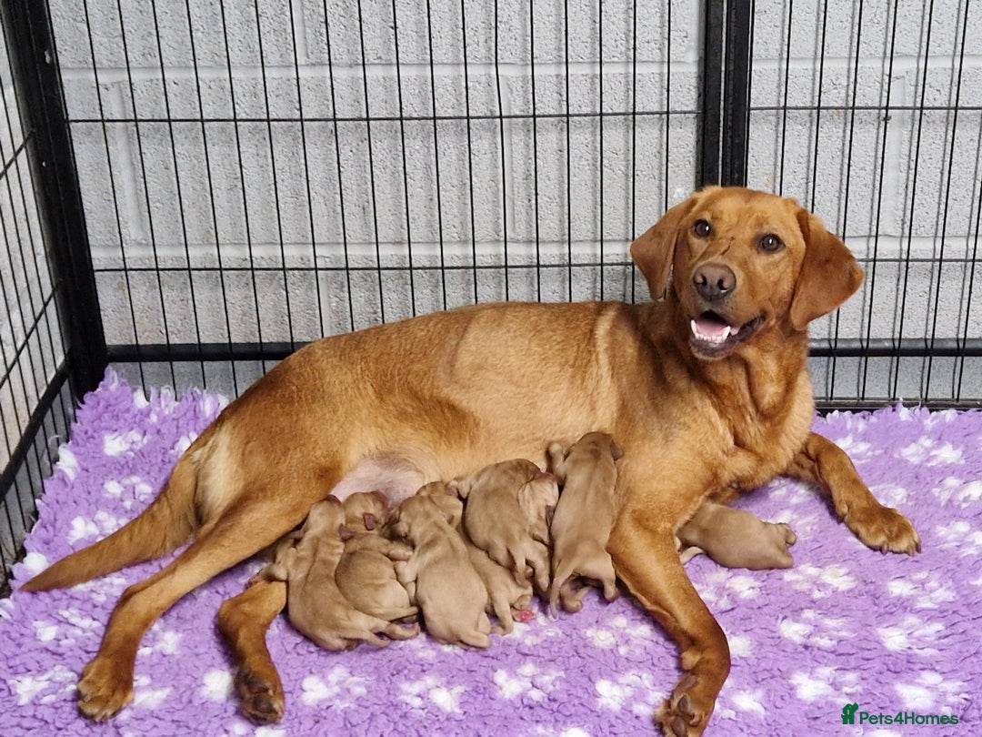 Labrador Retriever dogs for sale: 💥H/TESTED WORKING FOX RED LABRADORS FOR SALE💥 - Image 3
