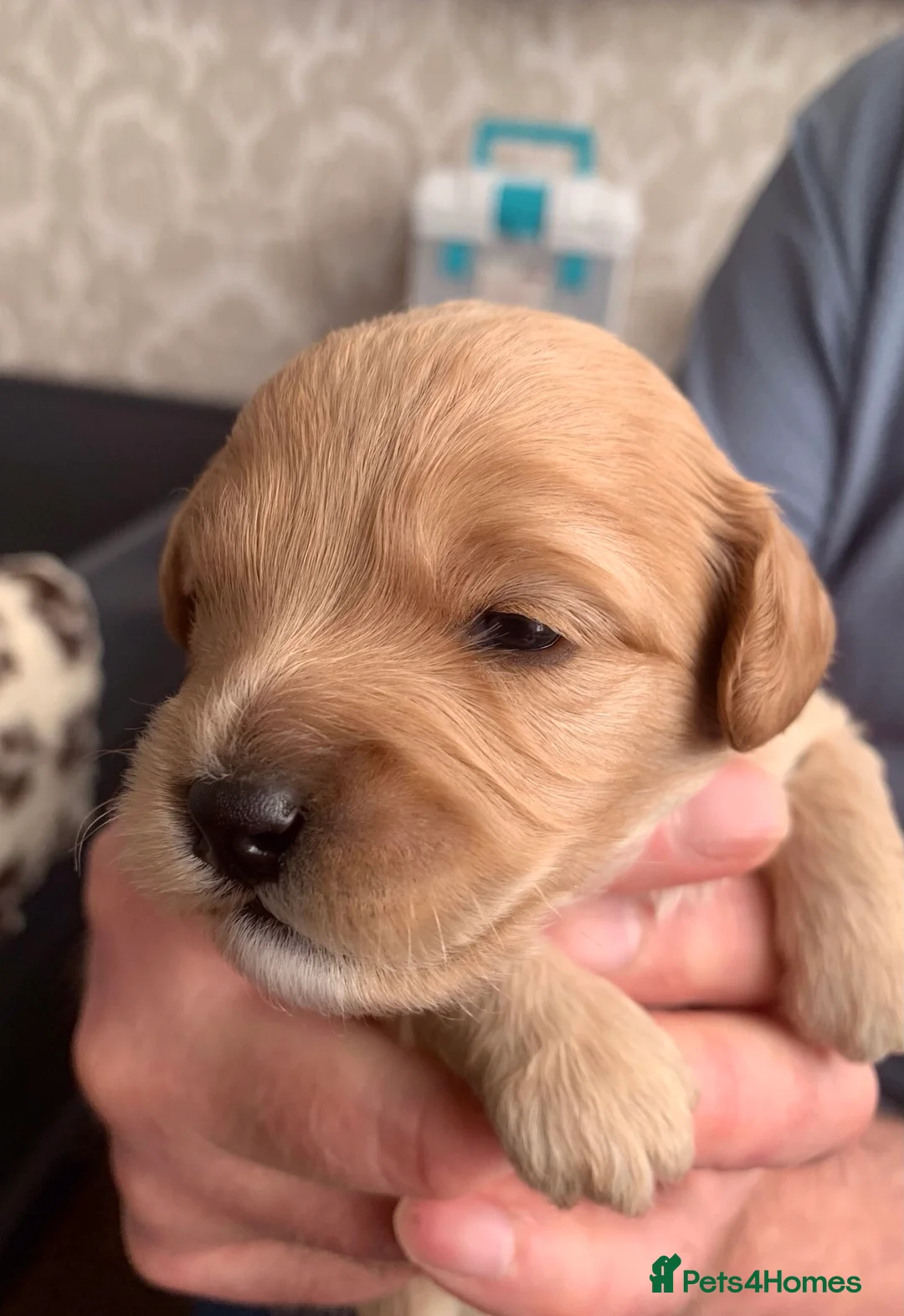 Cavapoo dogs for sale: Our beautiful F1 Cavapoo puppies are available - Advert 20