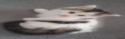 Mixed Breed cats for sale: Fluffy kittens  - Advert 8