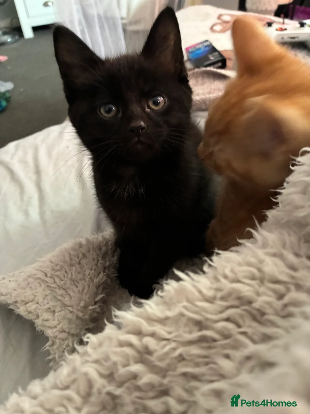 Mixed Breed cats for sale: Beautiful fluffy cuddly kittens for sale!!!  - Advert 11