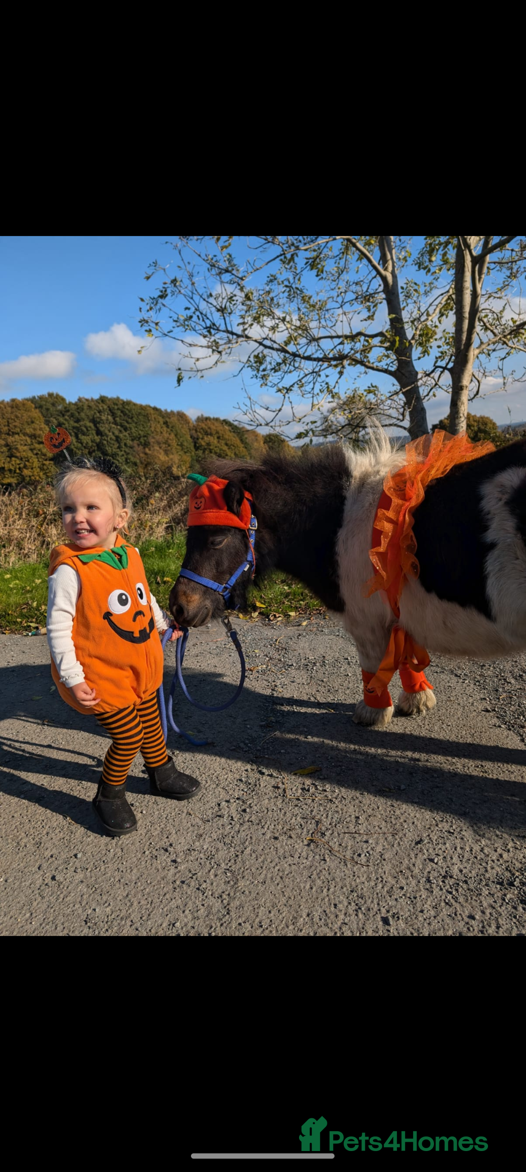 Shetland pony horses for sale: Rocco mini Shetland gelding 8hh - Image 11