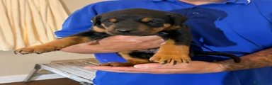 Dobermann Puppy 2