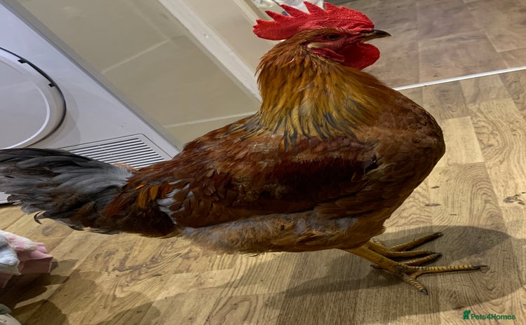 Chickens poultry - Advert 11