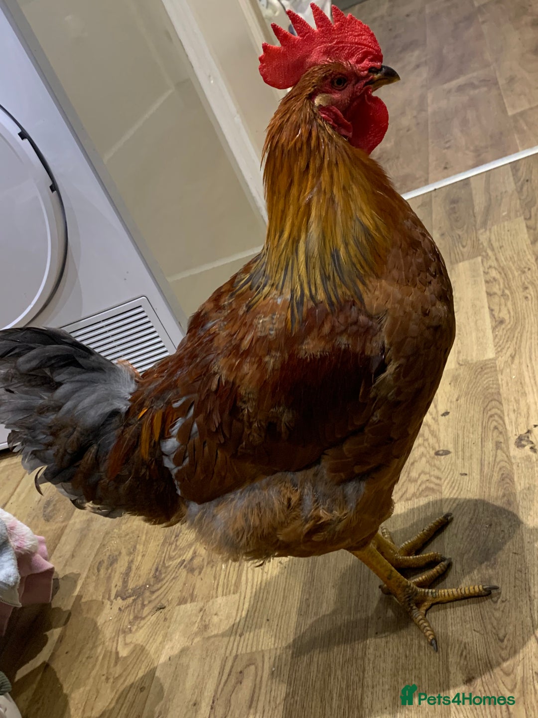 Chickens poultry for sale: 28-32week-ish unknown breed of cockerel - Image 1