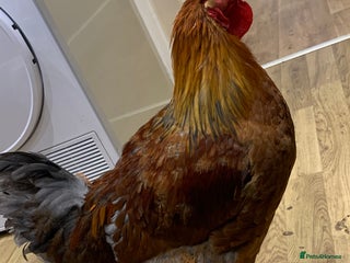 Chickens poultry - Advert 24