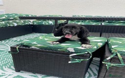 Cocker Spaniel dogs for sale: Cocker spaniel puppies  - Image 14