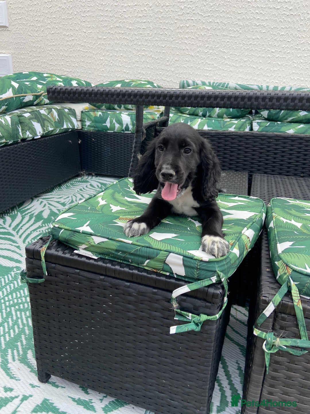 Cocker Spaniel dogs for sale: Cocker spaniel puppies  - Image 14
